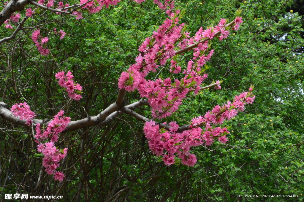 菊花桃