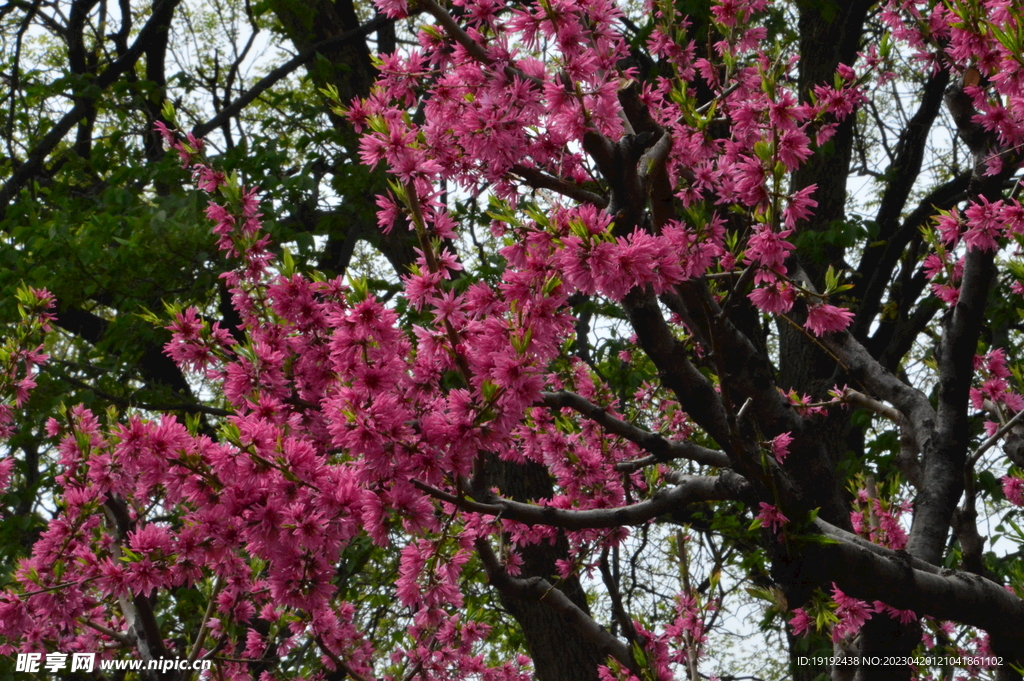 菊花桃 