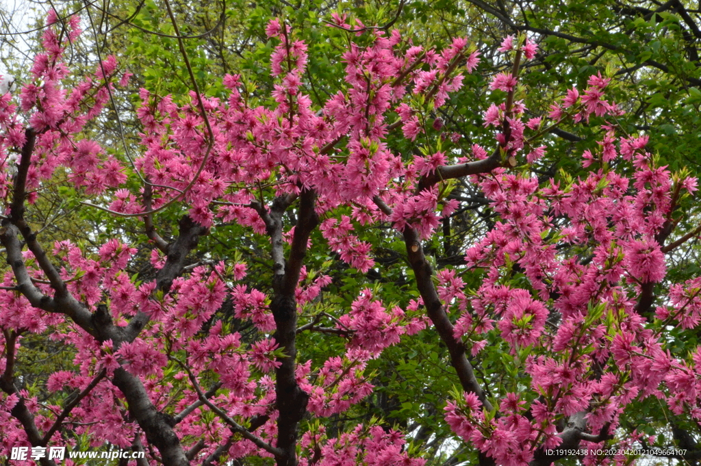 菊花桃
