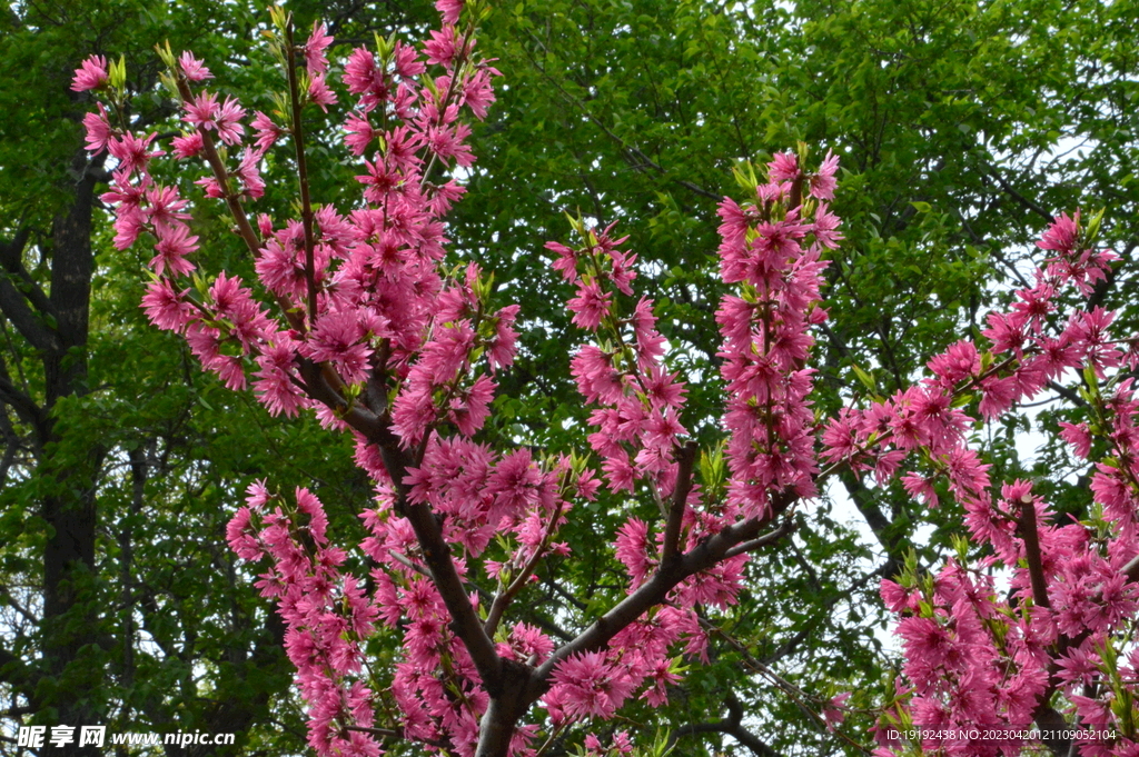 菊花桃