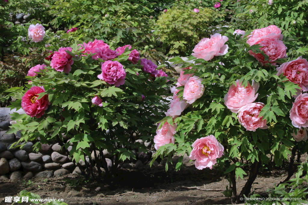 牡丹花