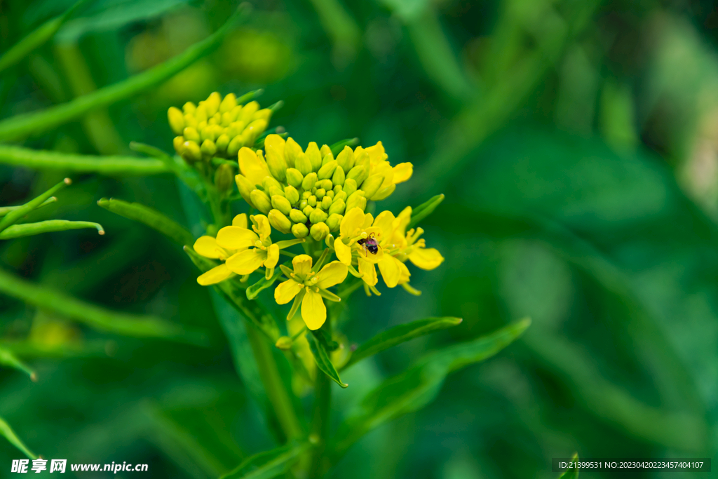 菜花