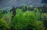 绿色山林