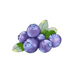 手绘水果蓝莓