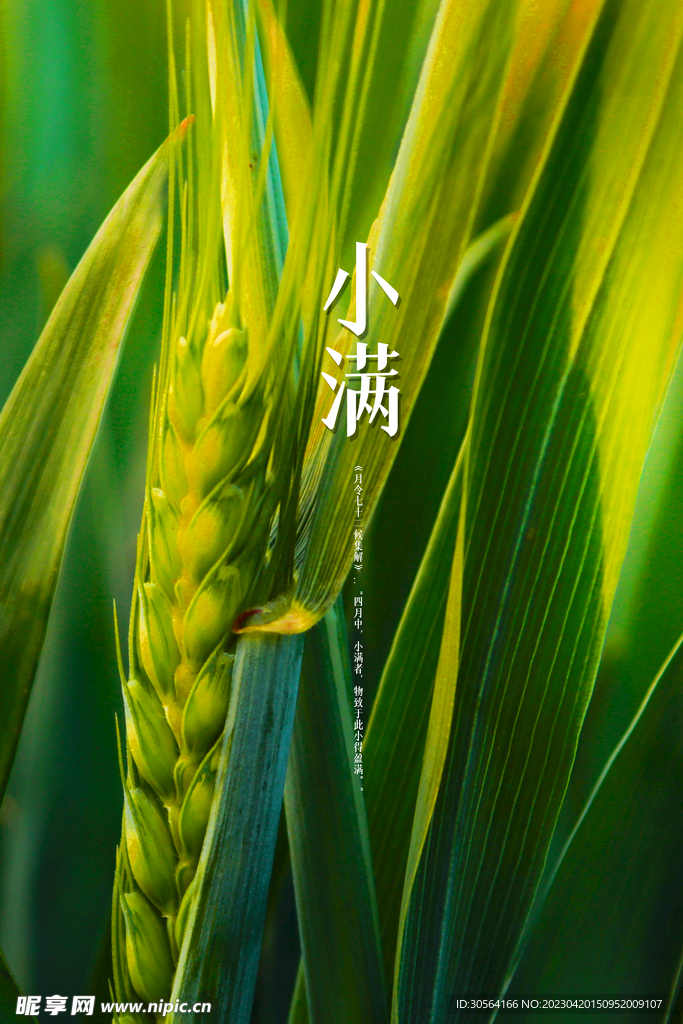 小满