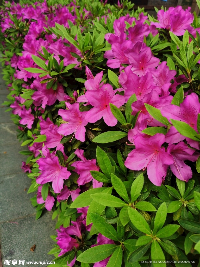 杜鹃花 