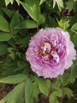 花开富贵牡丹实拍图