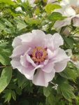 粉色洛阳牡丹花实拍