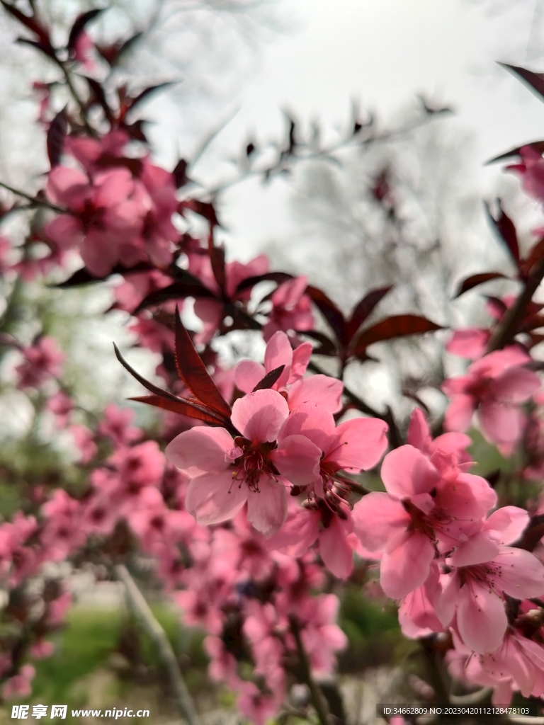 桃花