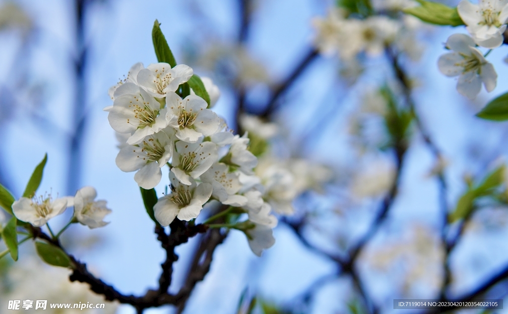 桃花