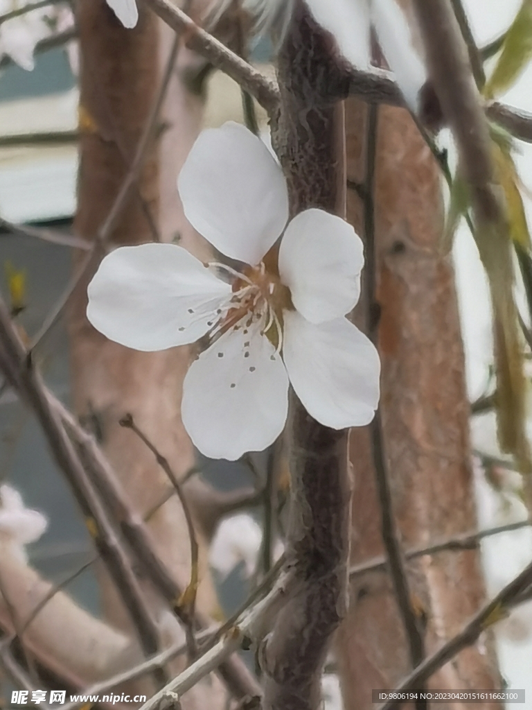 桃花