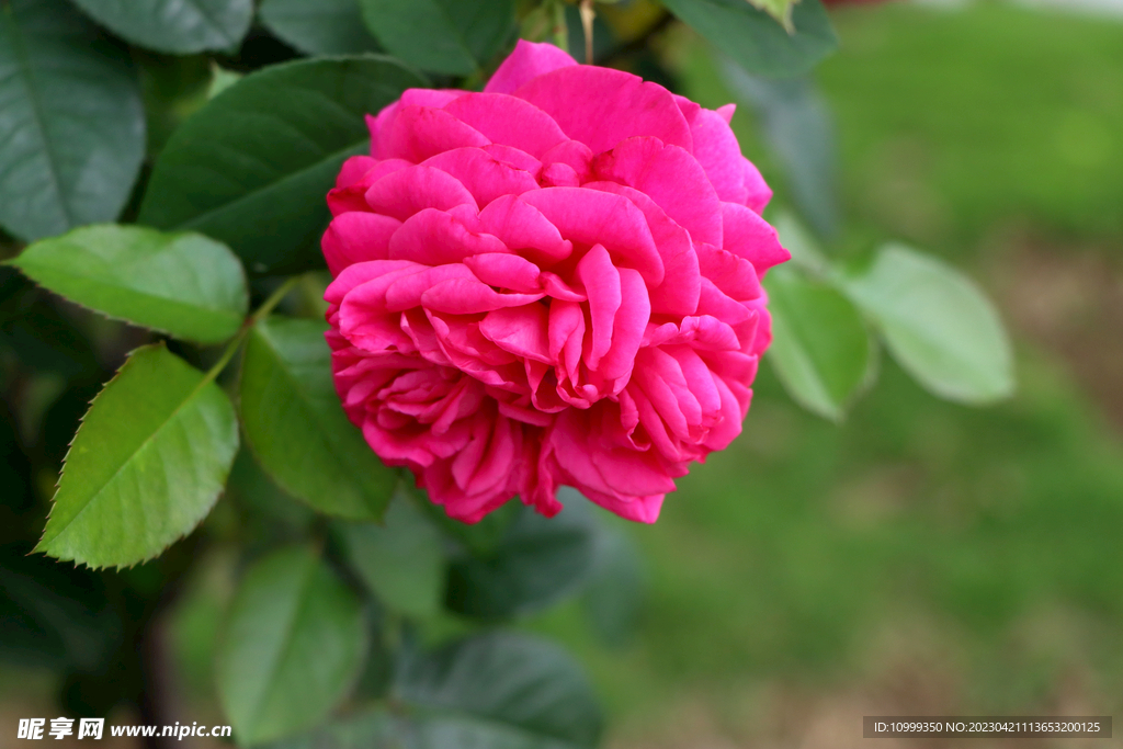 粉色月季花