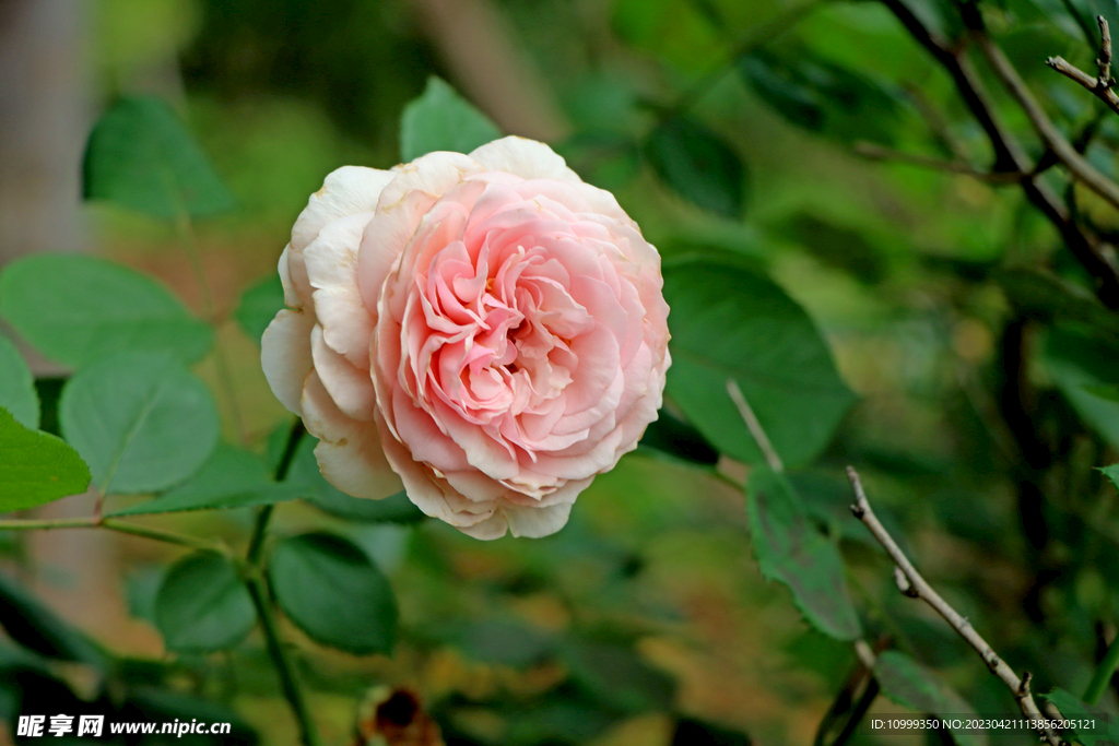 粉色月季花