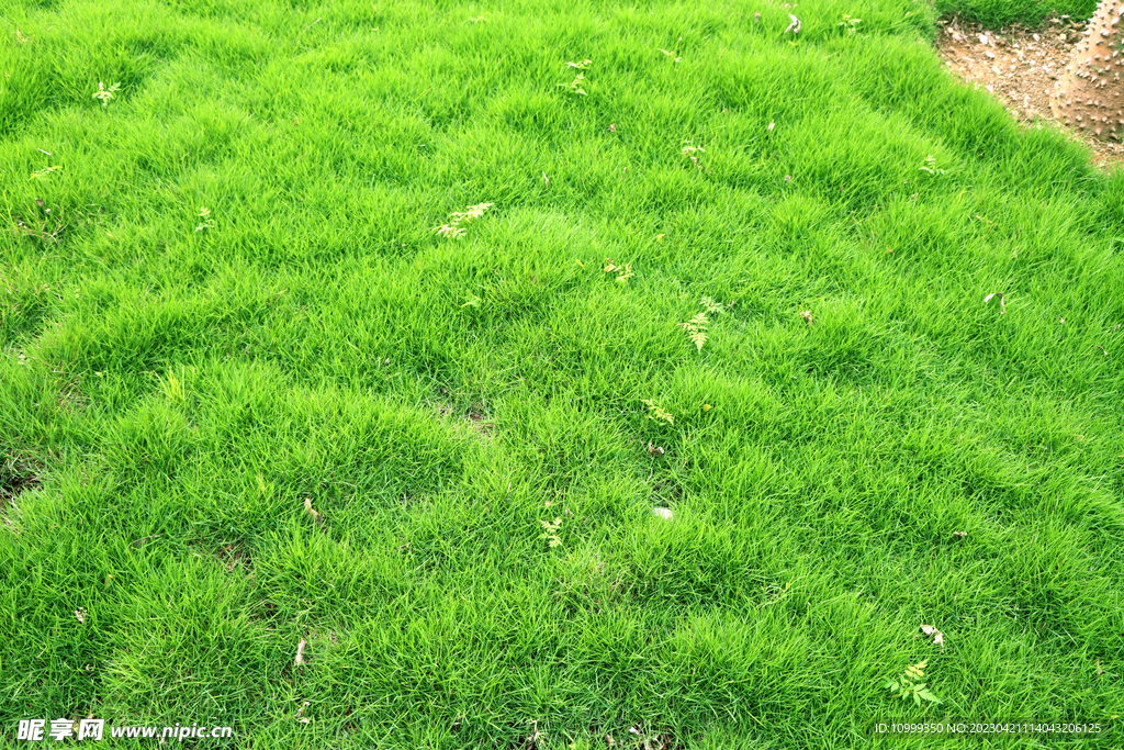 绿草坪