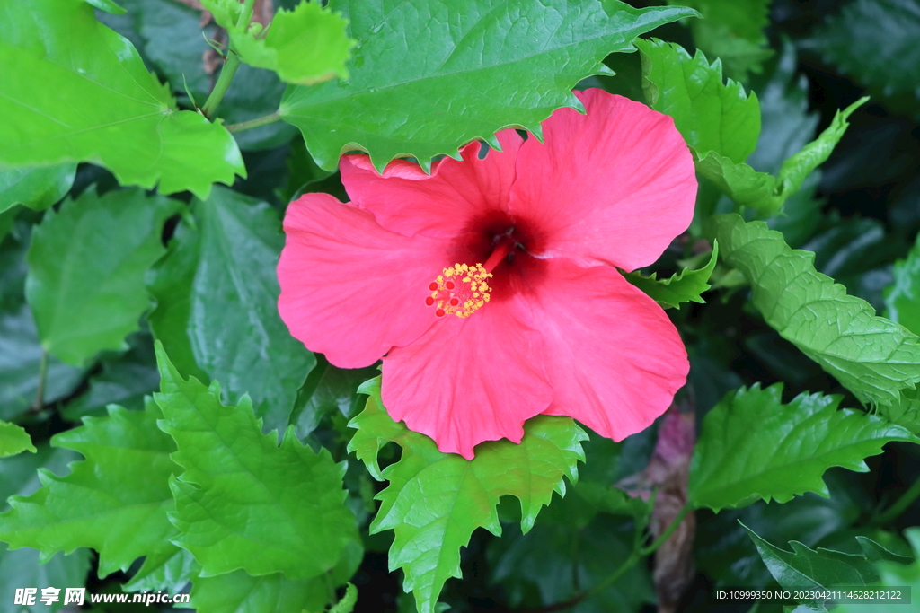 扶桑花
