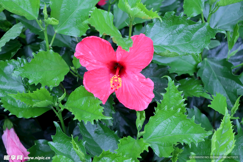 扶桑花