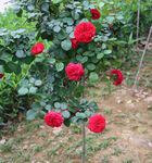 红色月季花