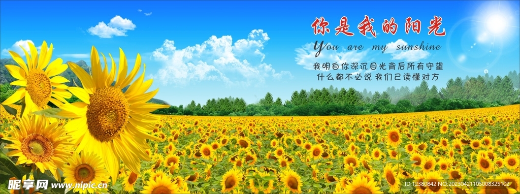 向日葵