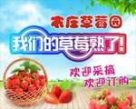 草莓采摘