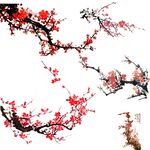 腊梅