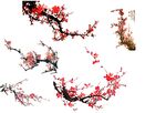 腊梅