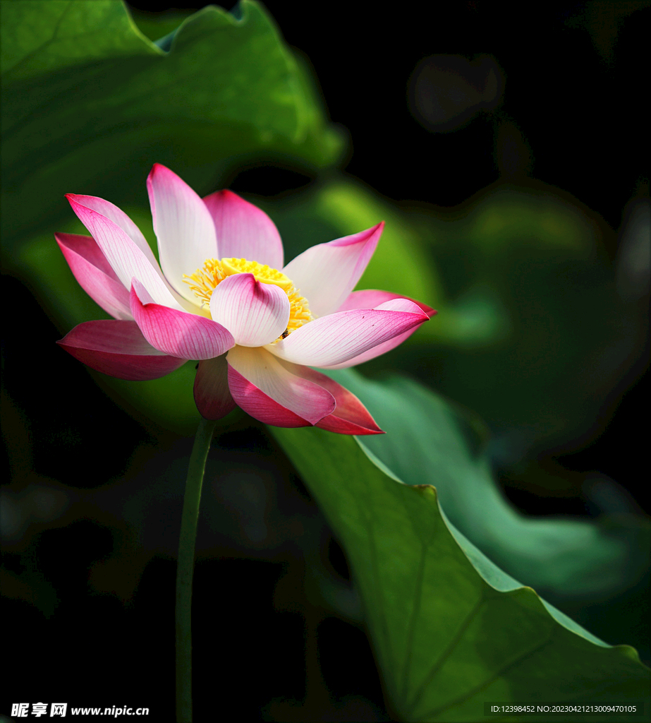 莲花