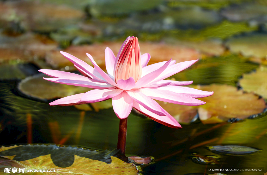 莲花