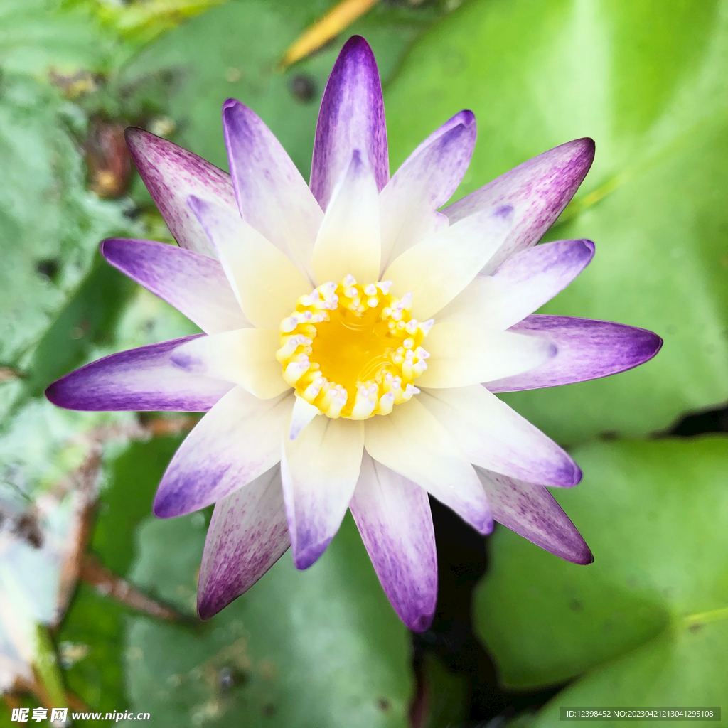 莲花