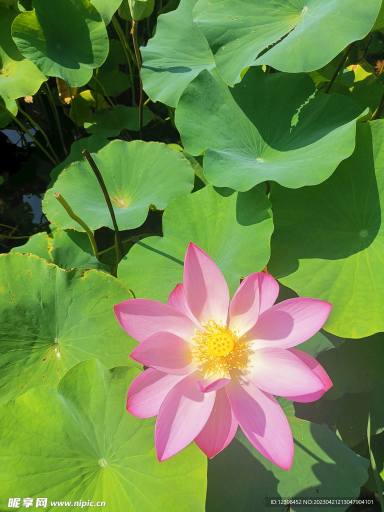 莲花