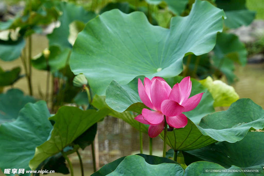 莲花