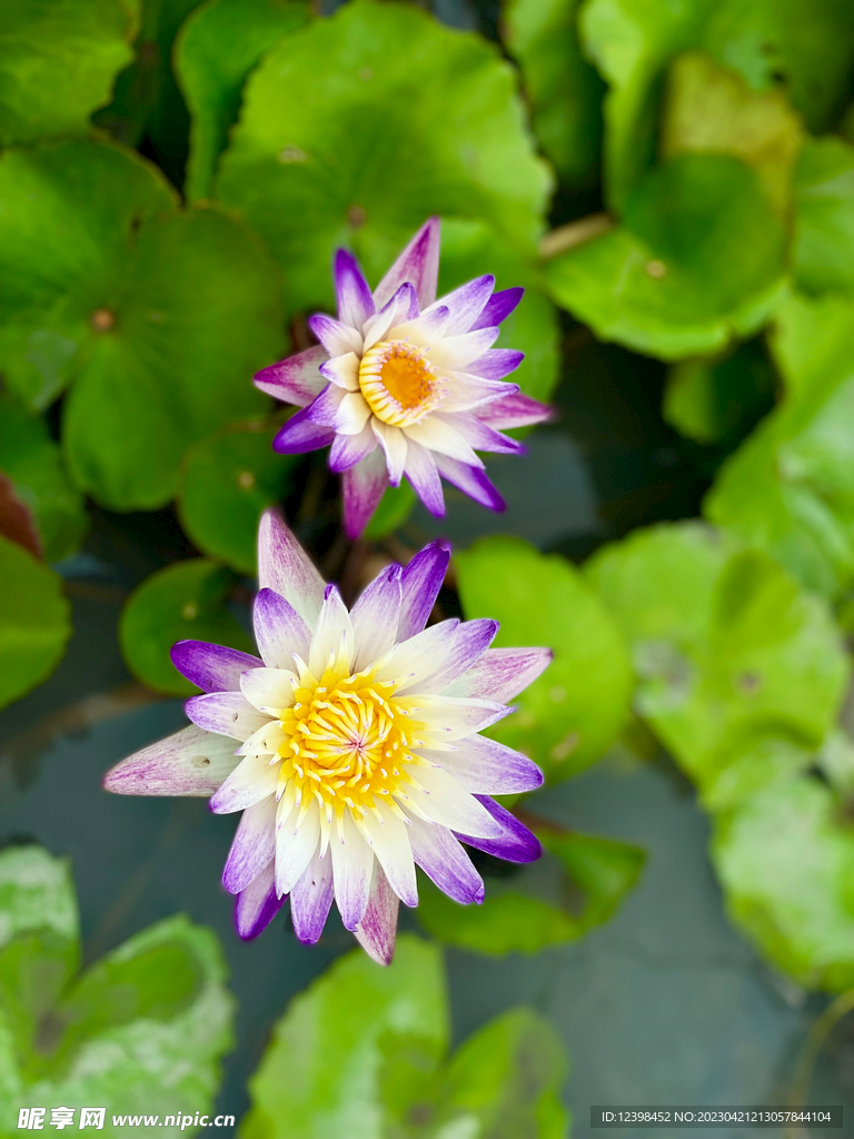 莲花