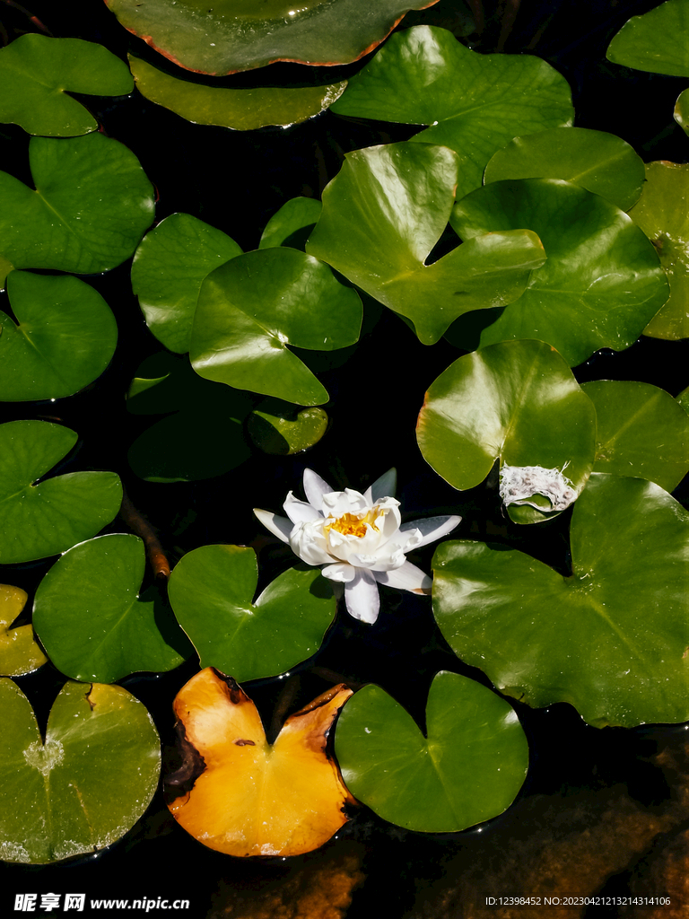荷花