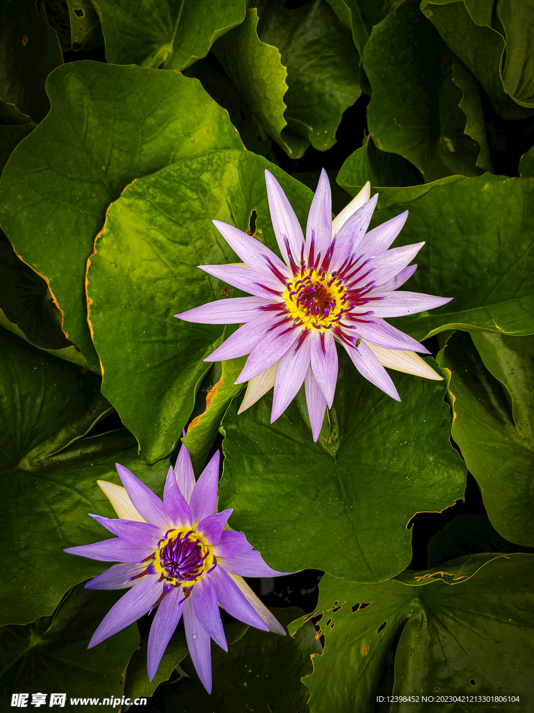 莲花