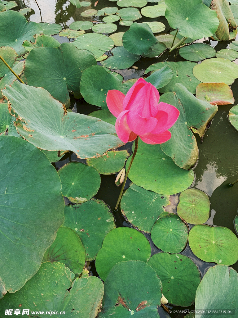 荷花