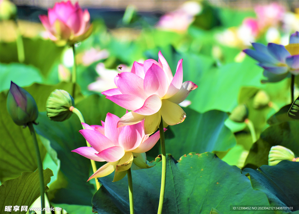 莲花