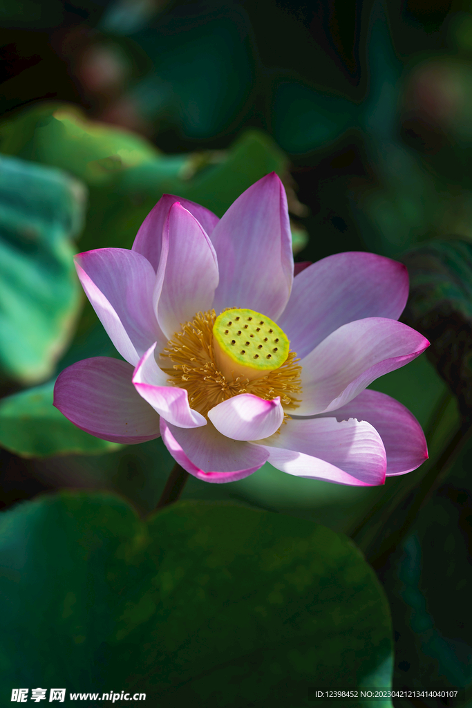 荷花