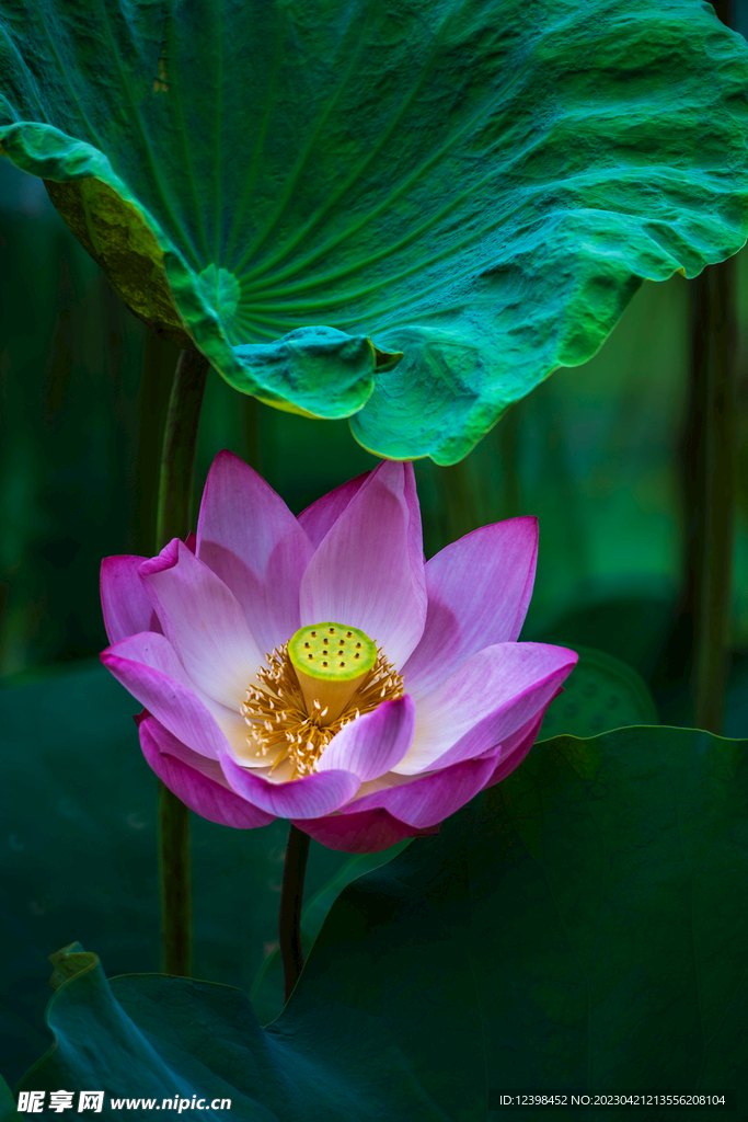 荷花