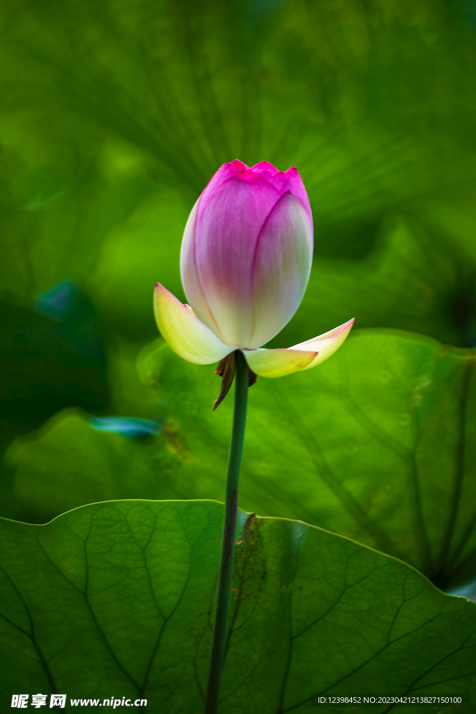 莲花