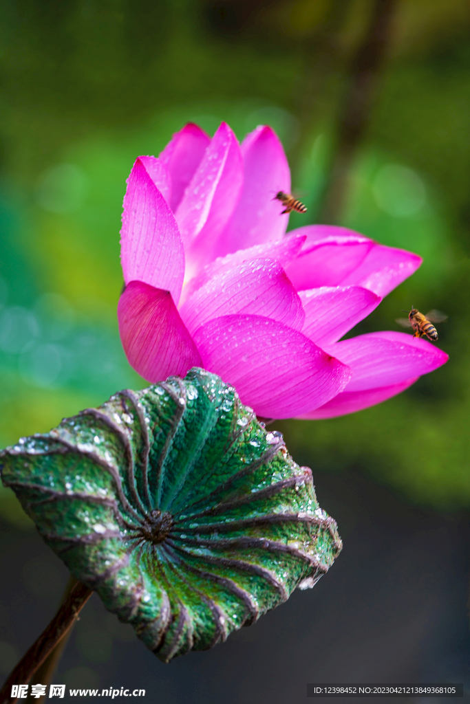 荷花