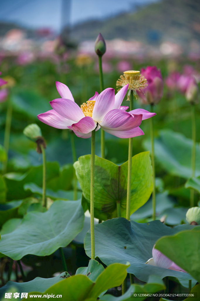 荷花
