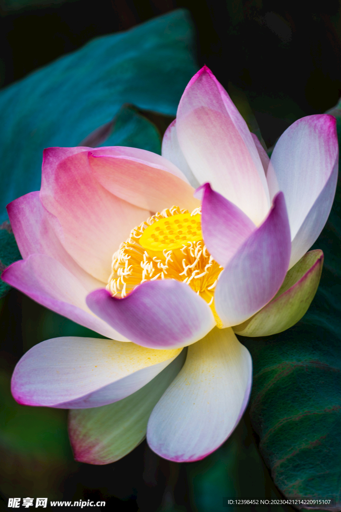 荷花