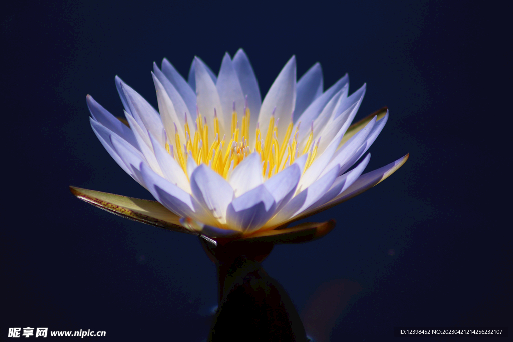 莲花