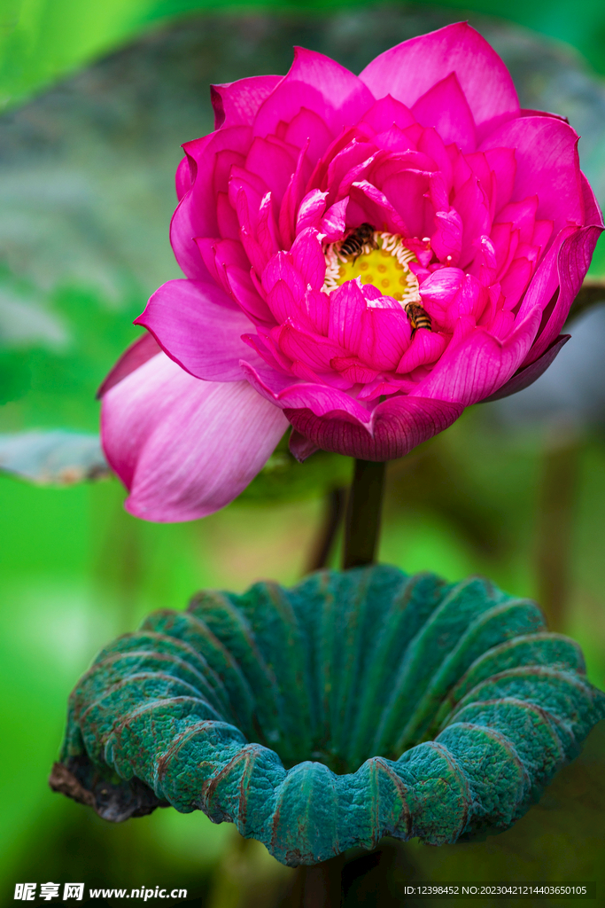 荷花