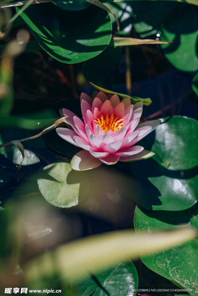 荷花