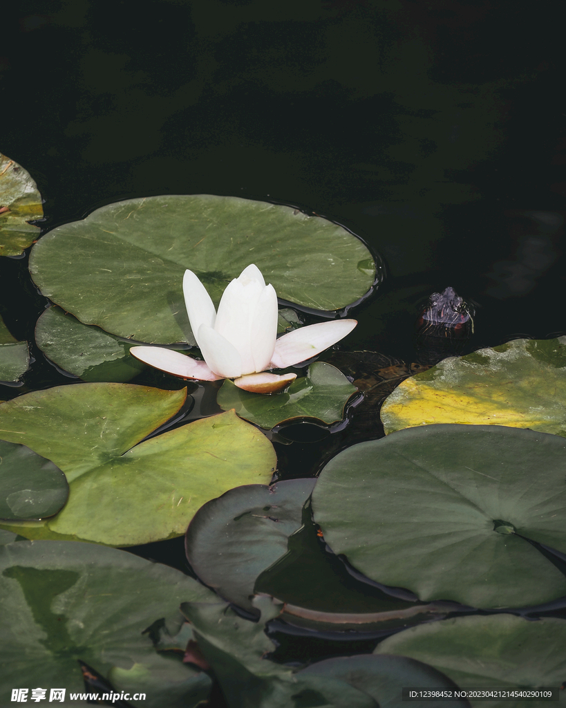 荷花
