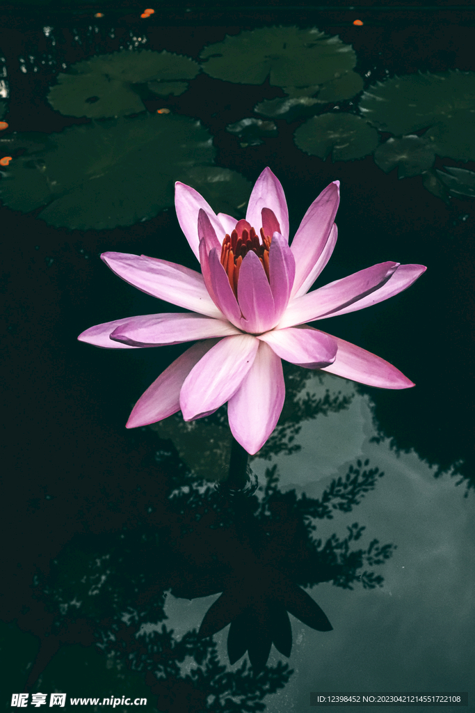 荷花