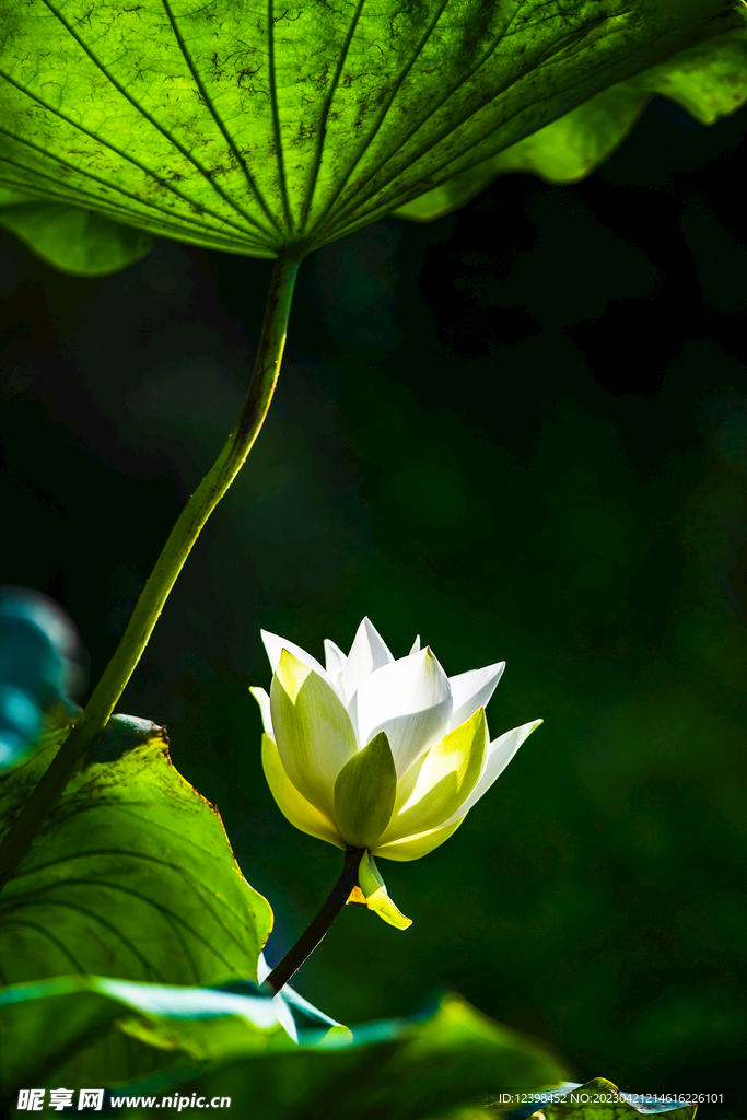 荷花