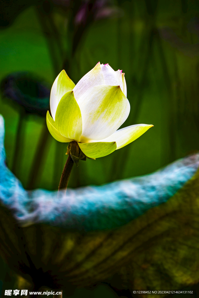 荷花