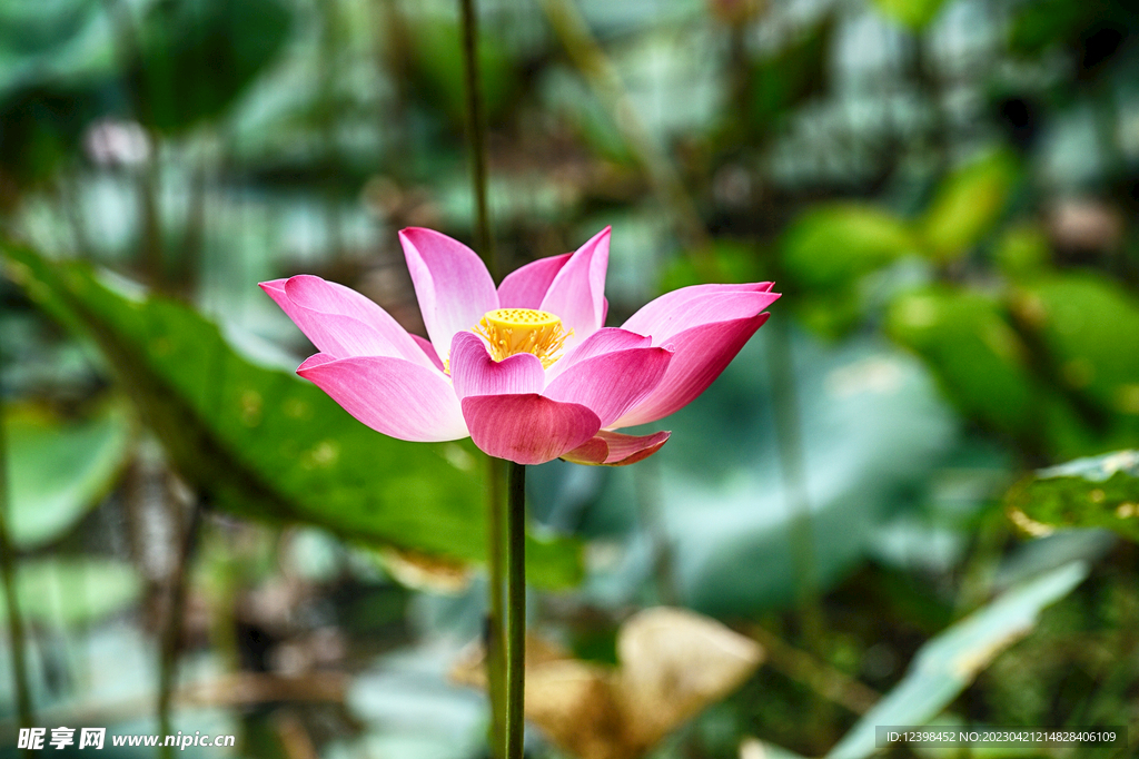 荷花