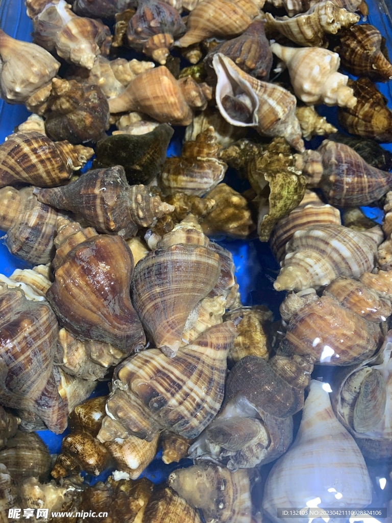 天然海螺